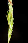 Bome-like sedge